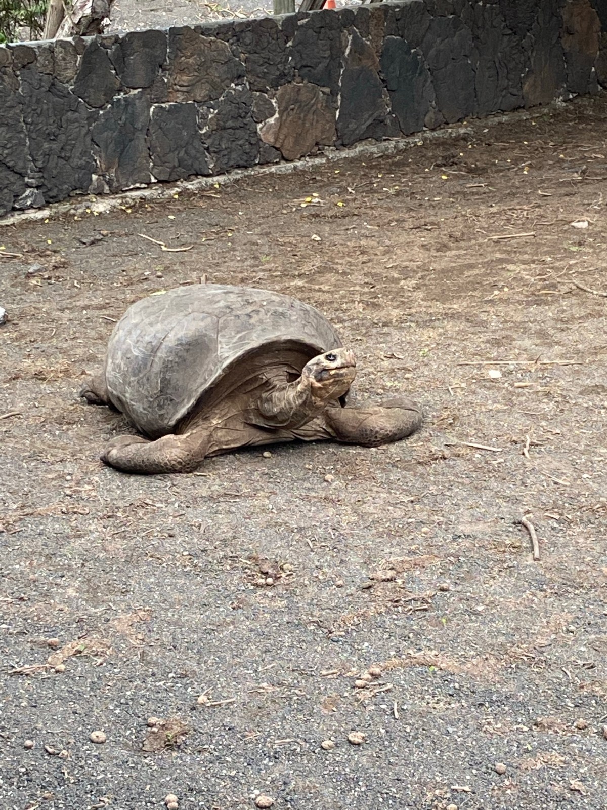 Galapagos part 2 visiting&nbsp;Isabela