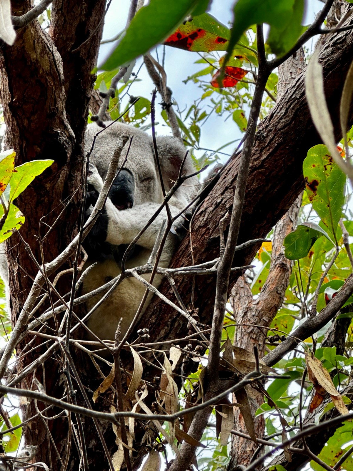 From Townswill to&nbsp;Cairns