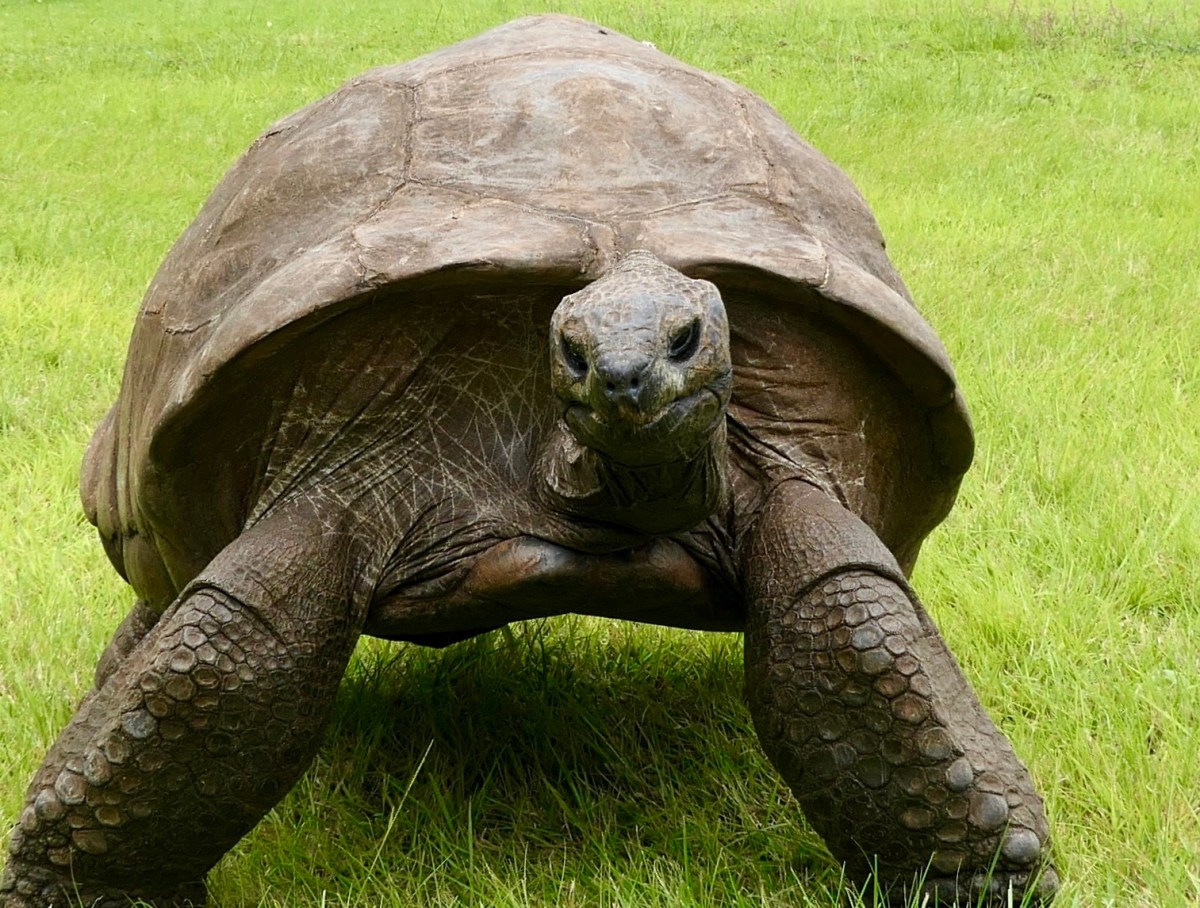 Days in St&nbsp;Helena